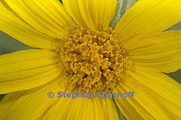 wyethia mollis 6 graphic